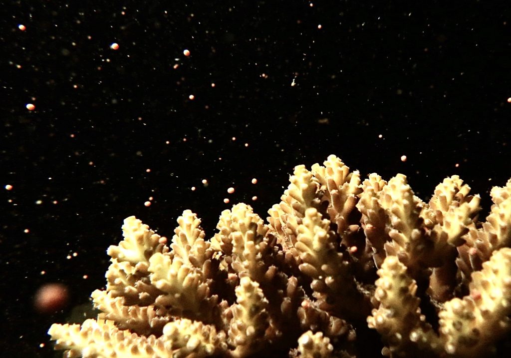 サンゴの産卵ナイト ２０２１ ダイビングサービス ナチュラ